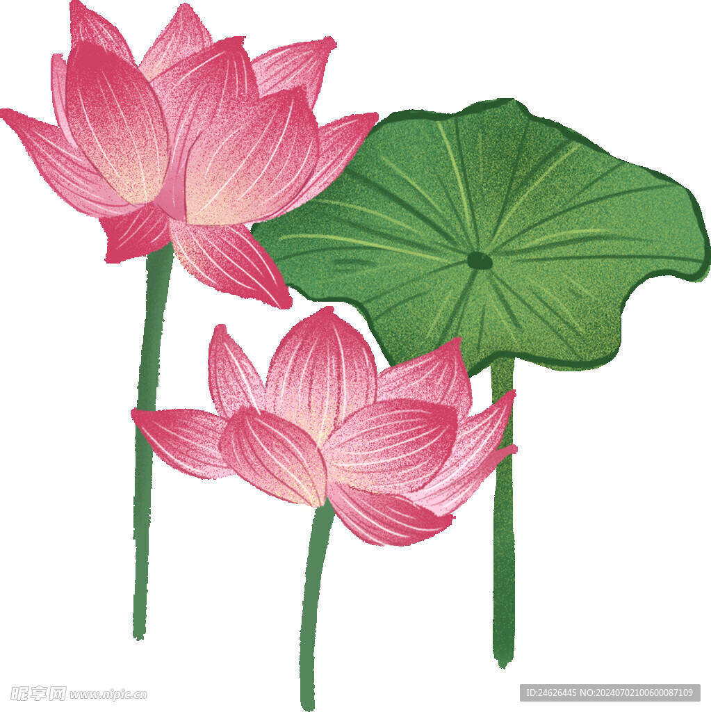 手绘漂亮的荷花荷叶插画元素图片