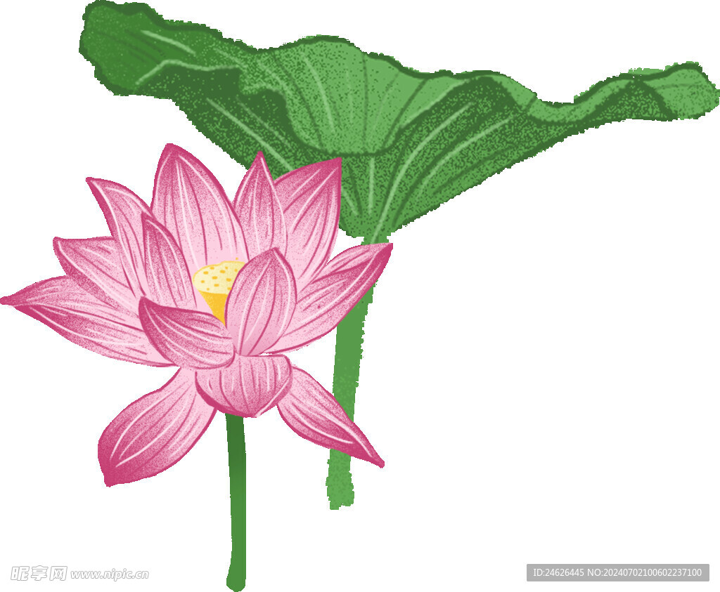 手绘漂亮的荷花荷叶插画元素图片