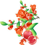 手绘漂亮的石榴花插画元素图片