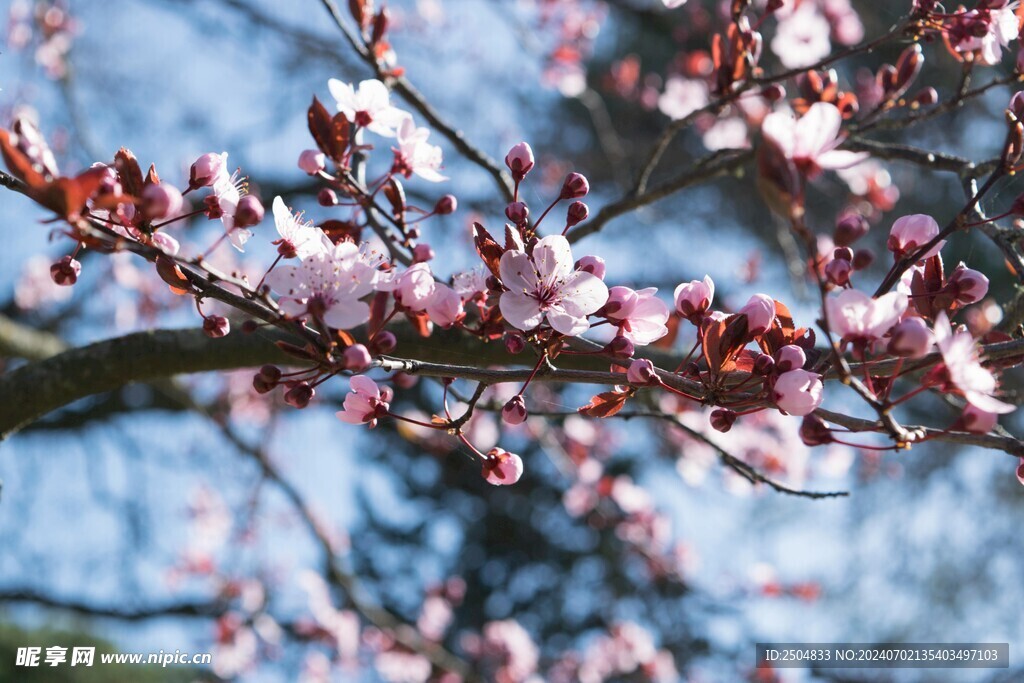 樱花