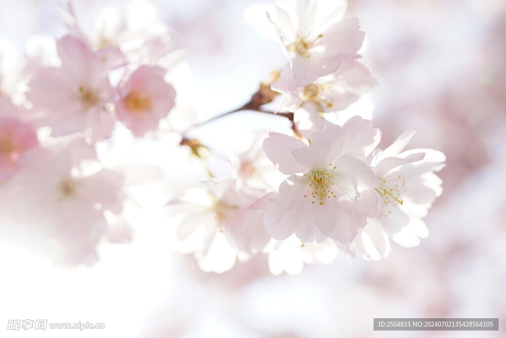 樱花