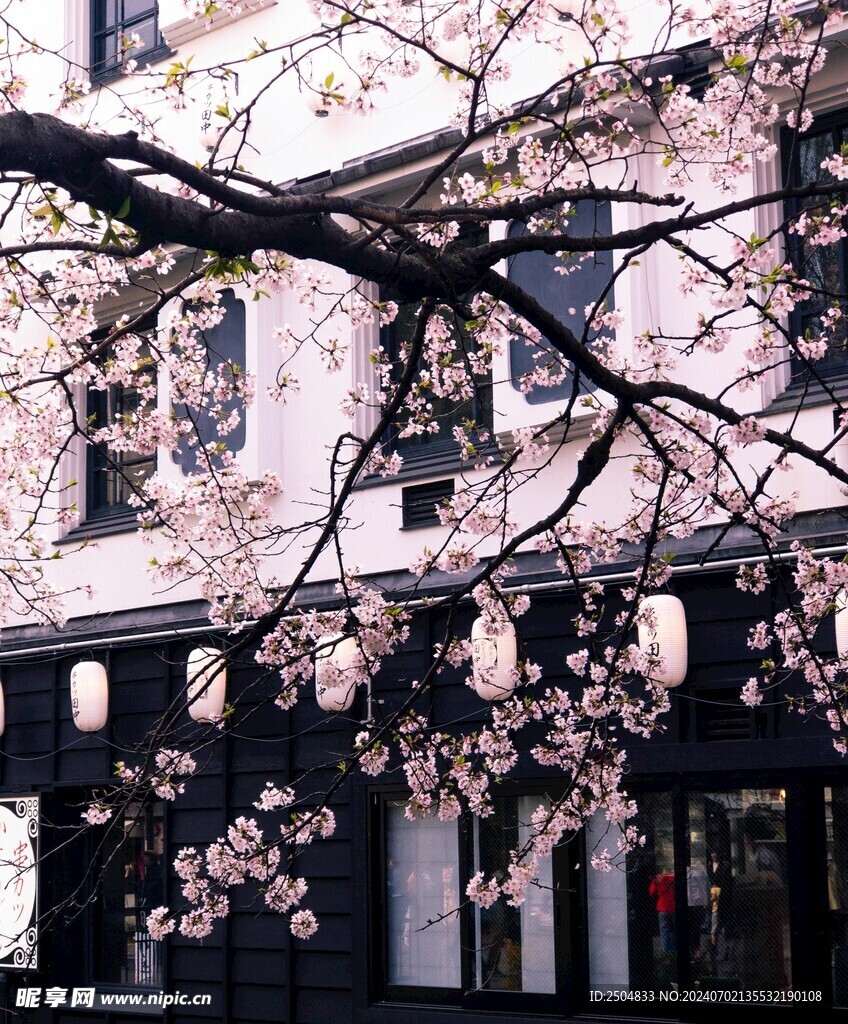 樱花