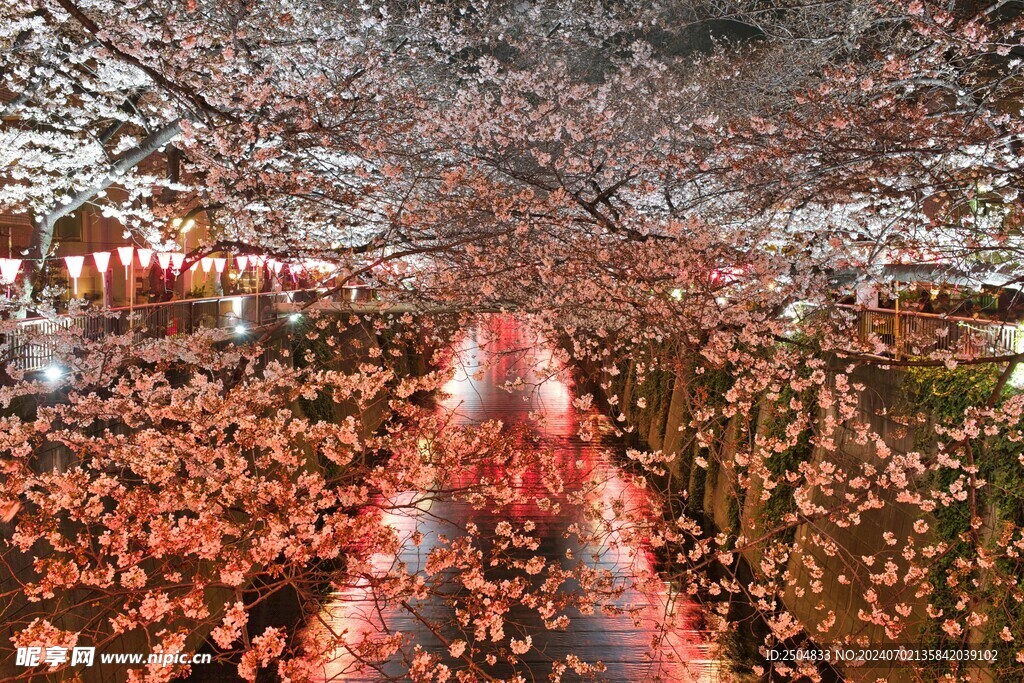樱花