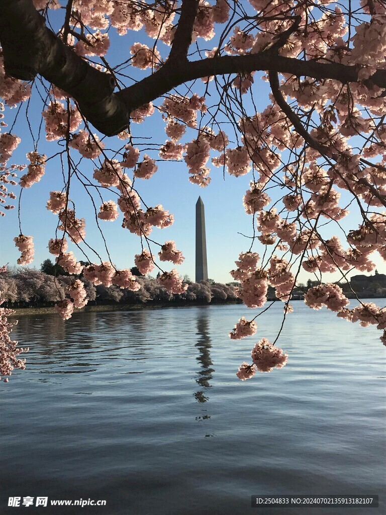 樱花