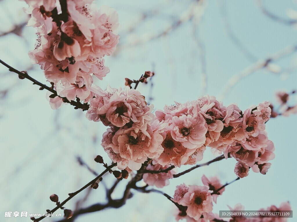 樱花