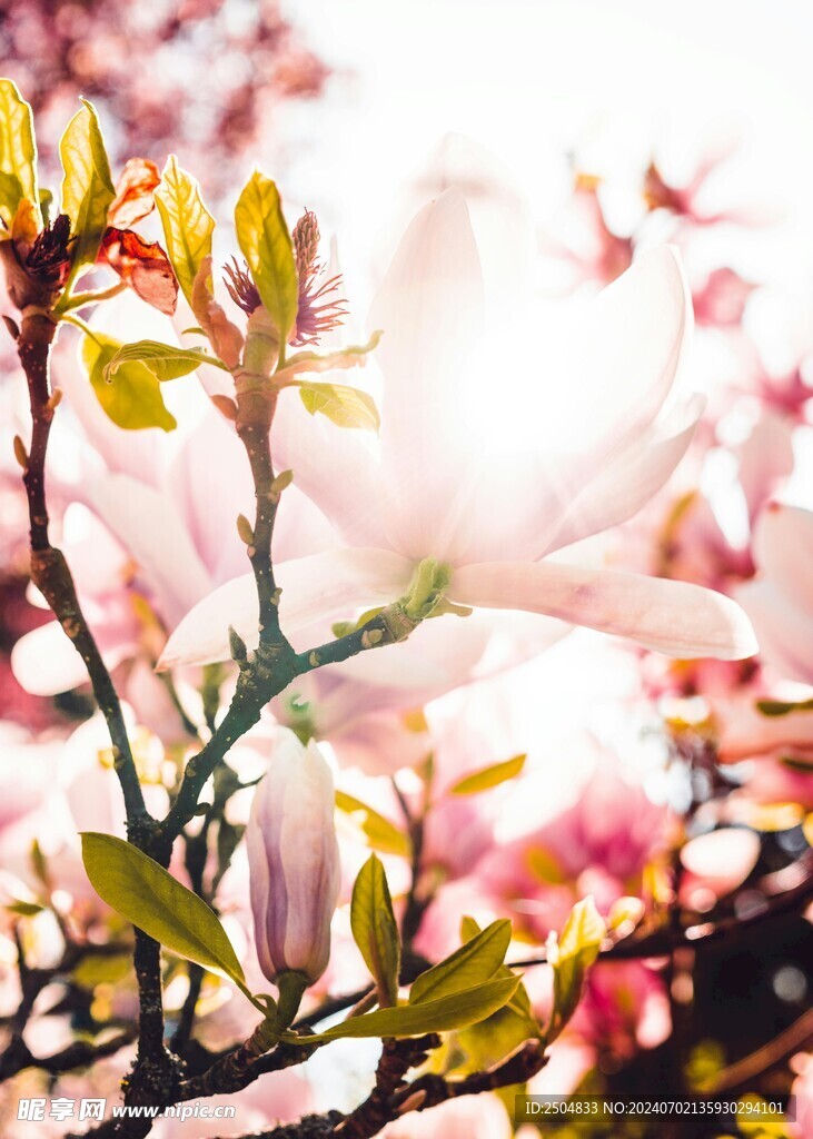 樱花