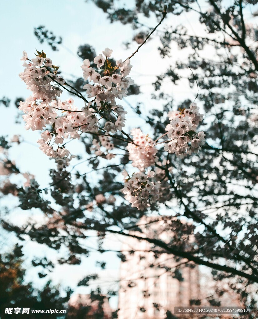 樱花