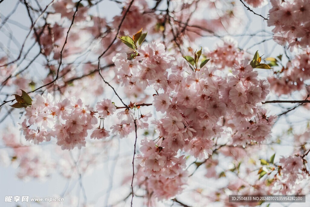 樱花