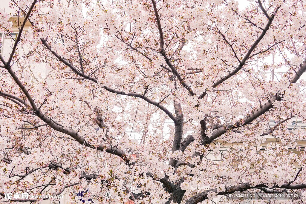 樱花