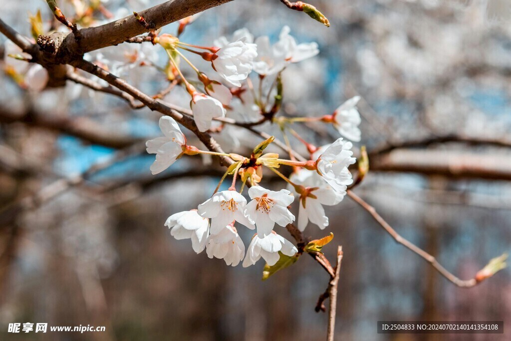 樱花