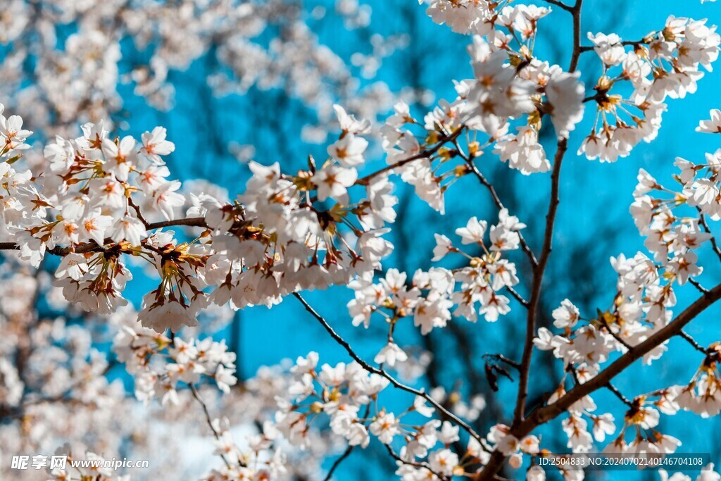 樱花