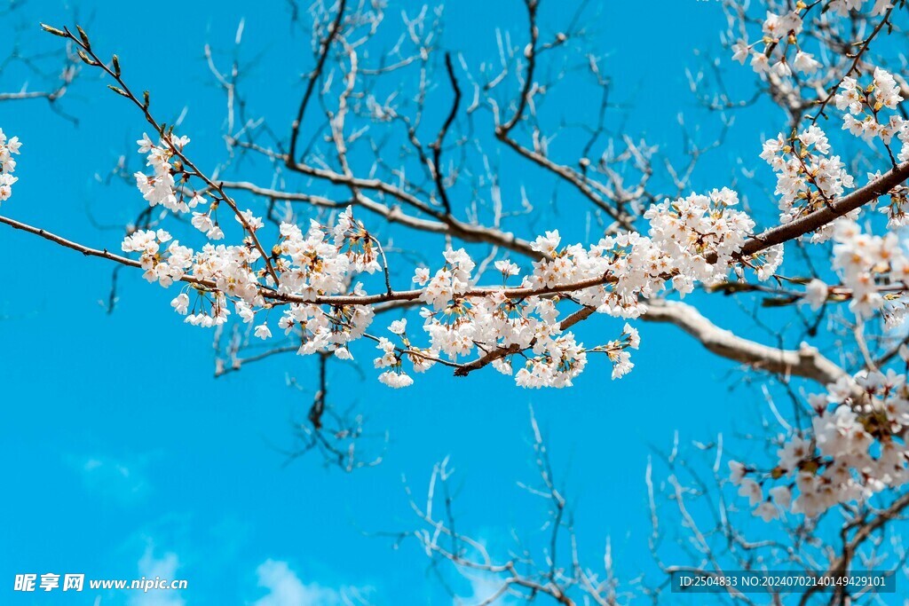 樱花