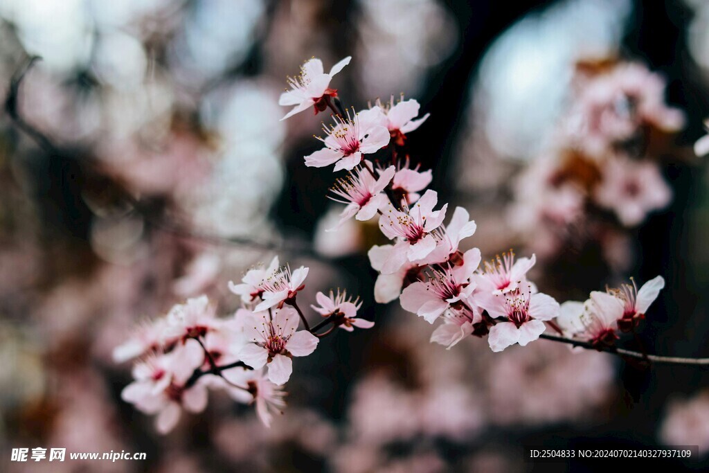 樱花