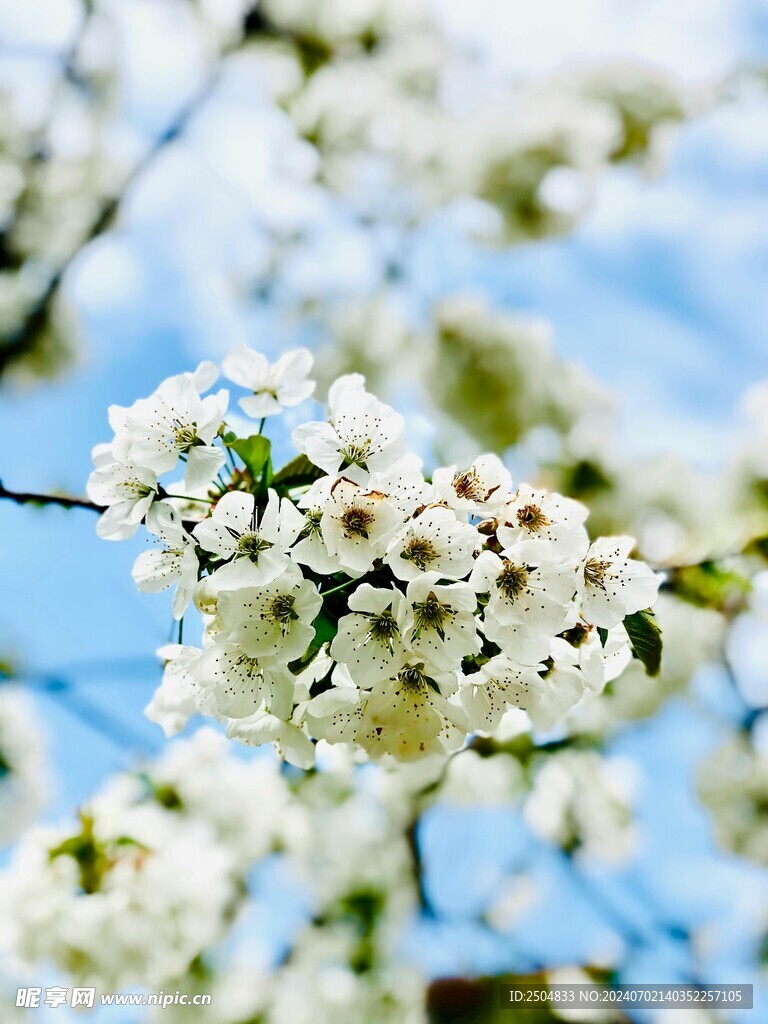 樱花