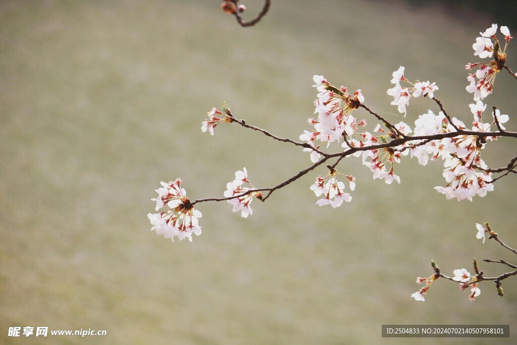 樱花