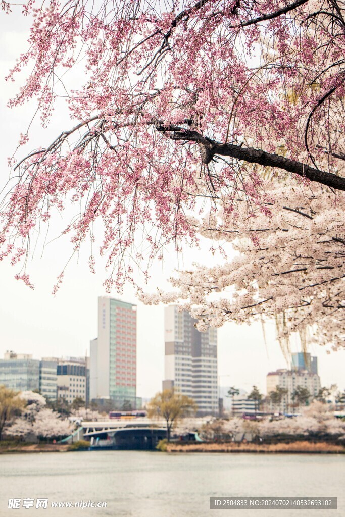 樱花