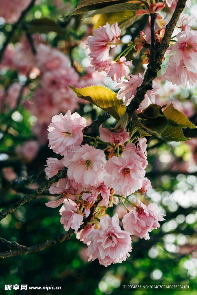 樱花