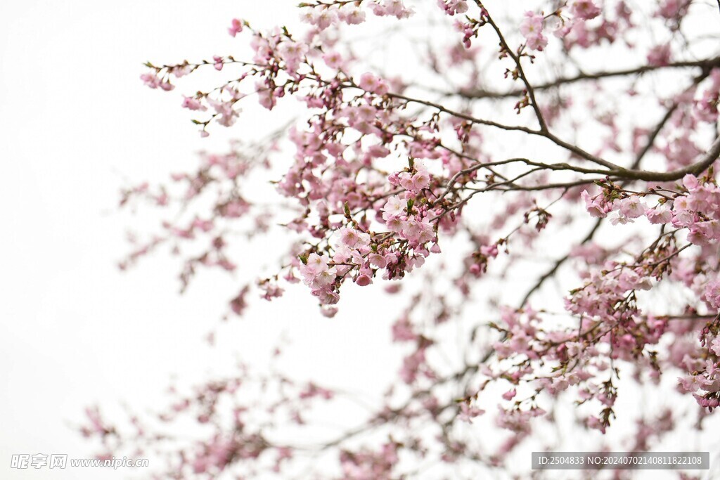 樱花