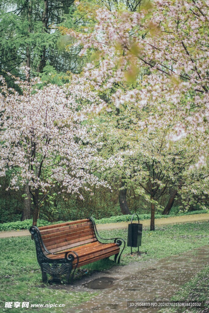 樱花