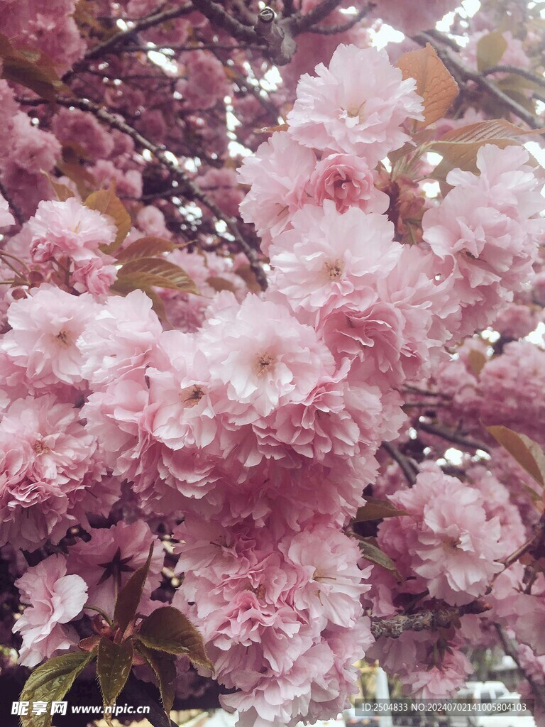 樱花