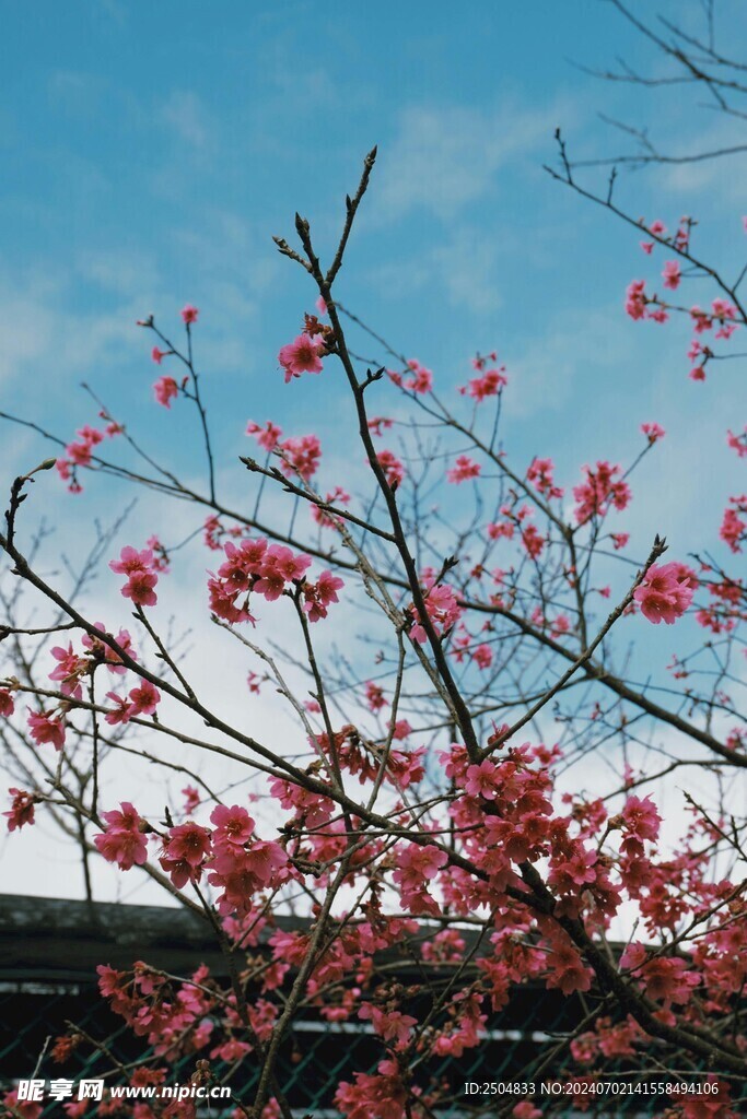 樱花