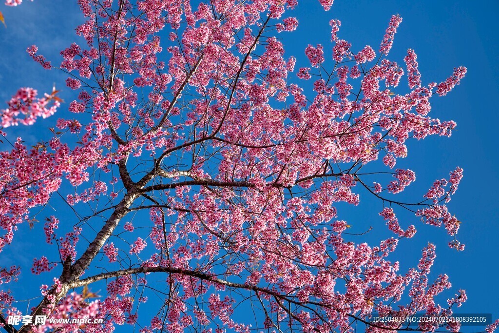 樱花