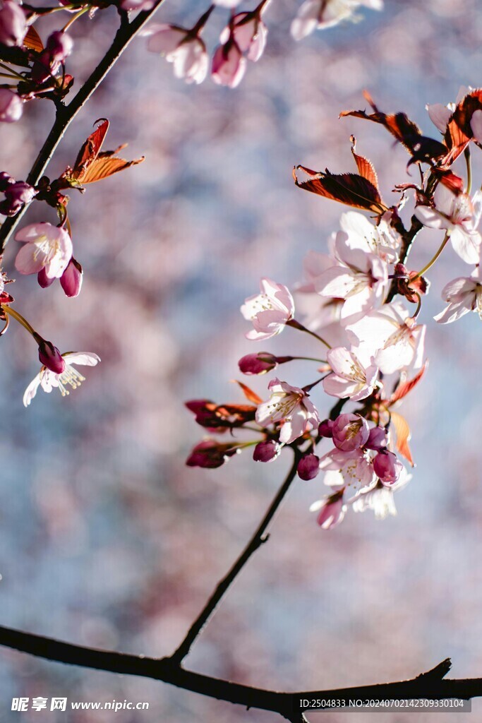 樱花