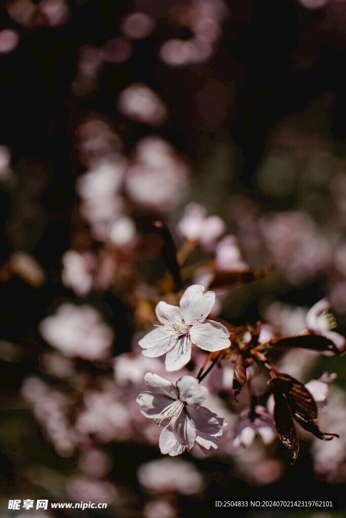 樱花