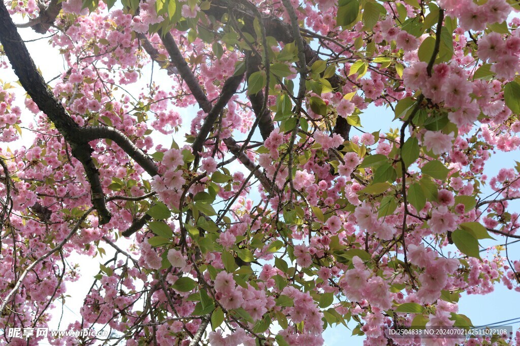 樱花