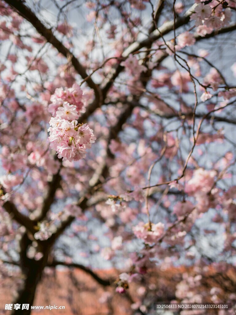 樱花