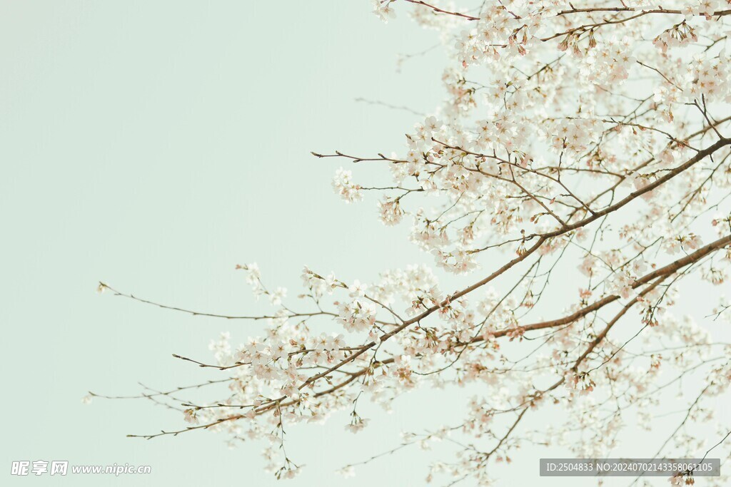 樱花