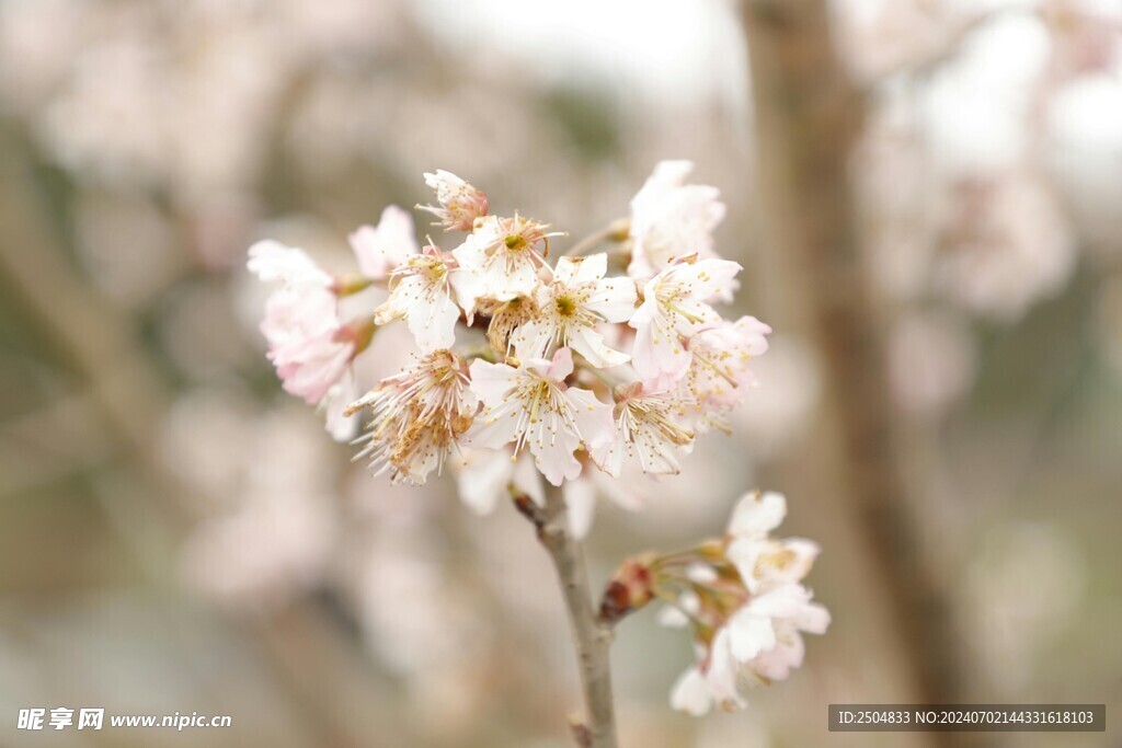 樱花