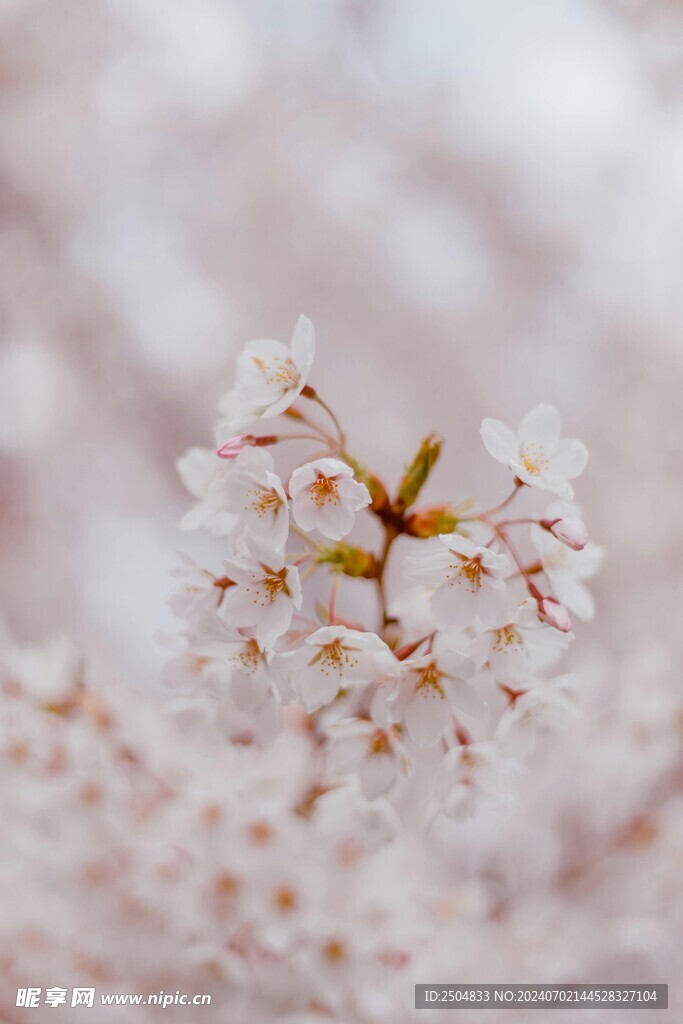 樱花