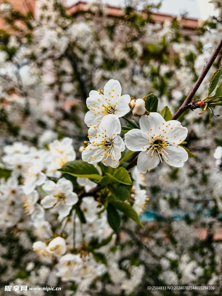 樱花