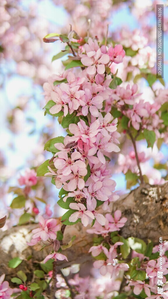 樱花