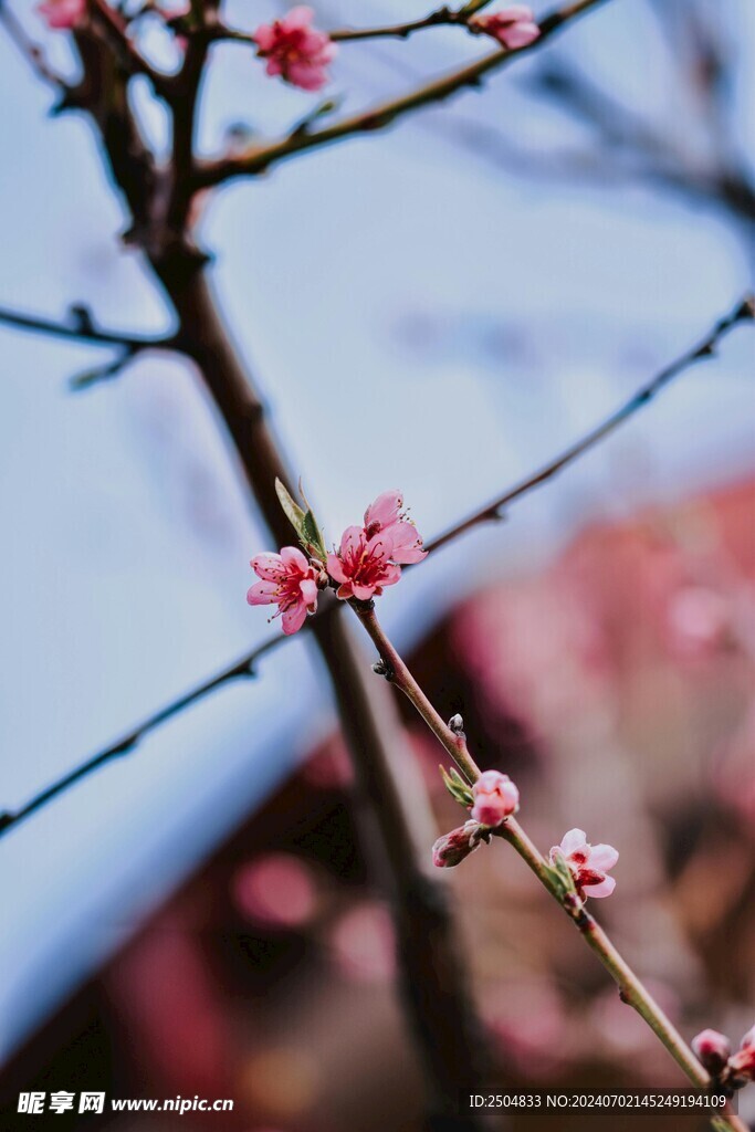 樱花