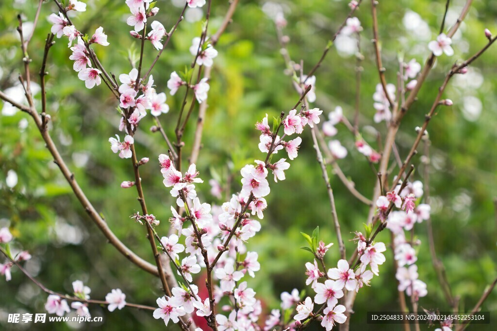 樱花