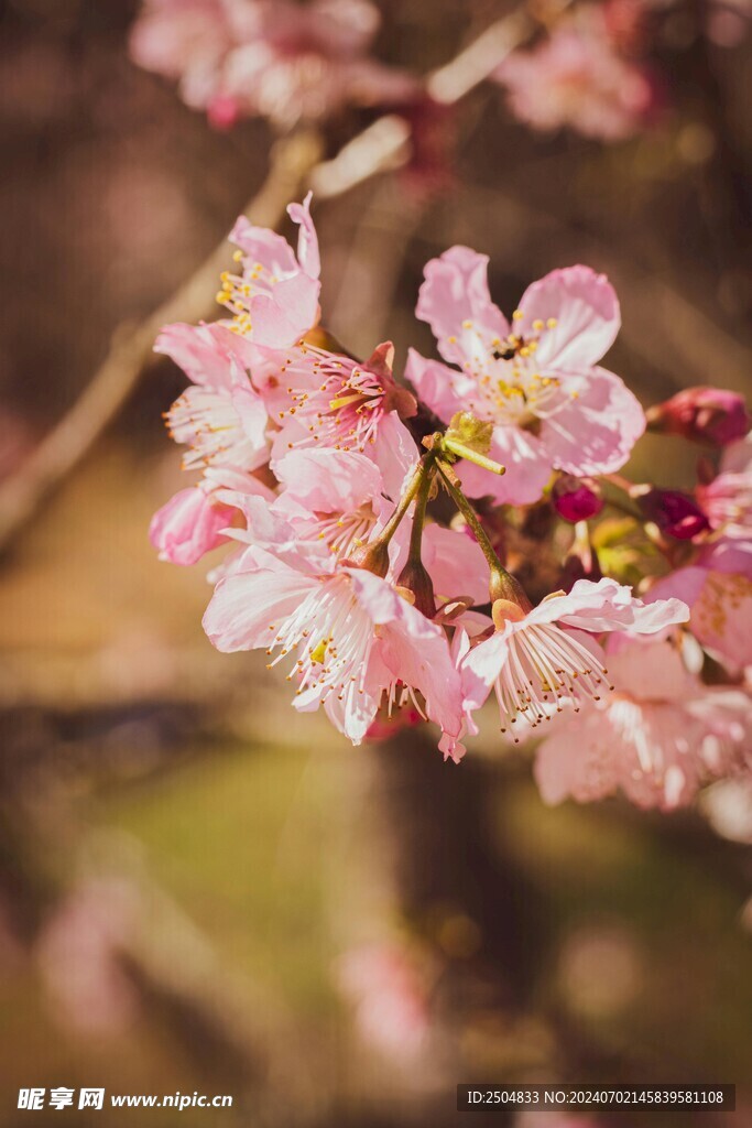 樱花