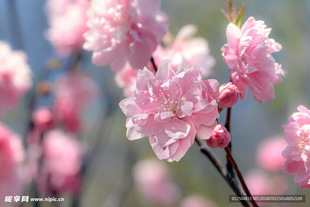 樱花