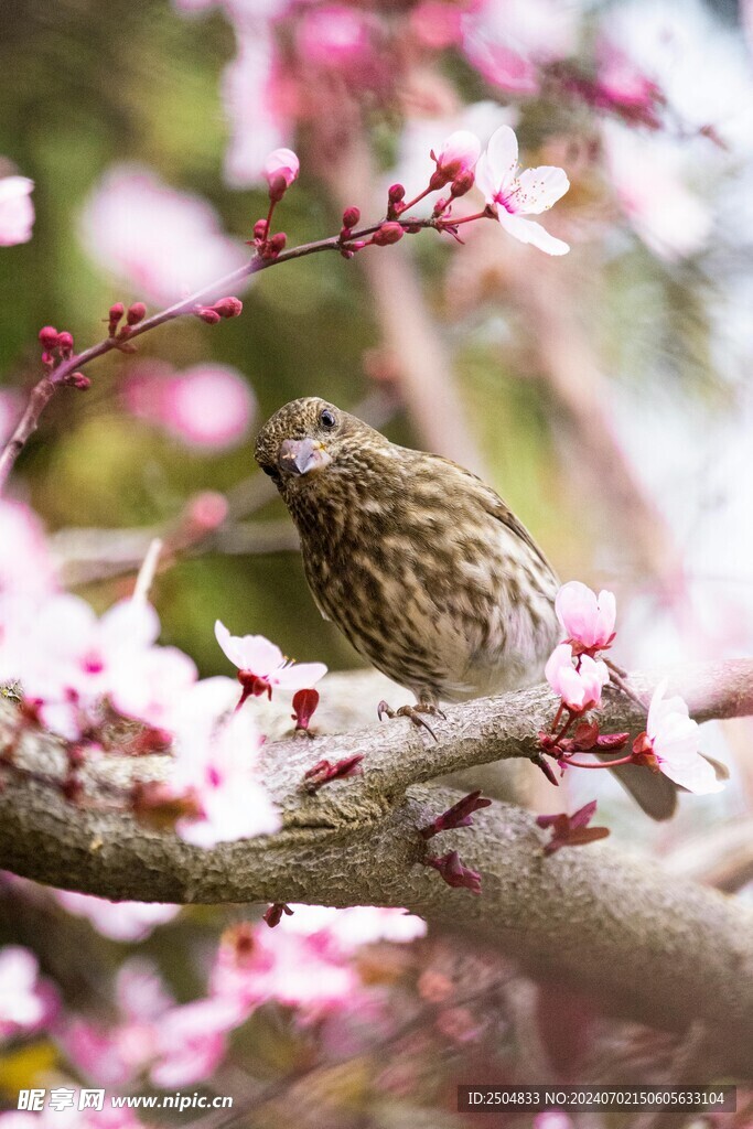 樱花