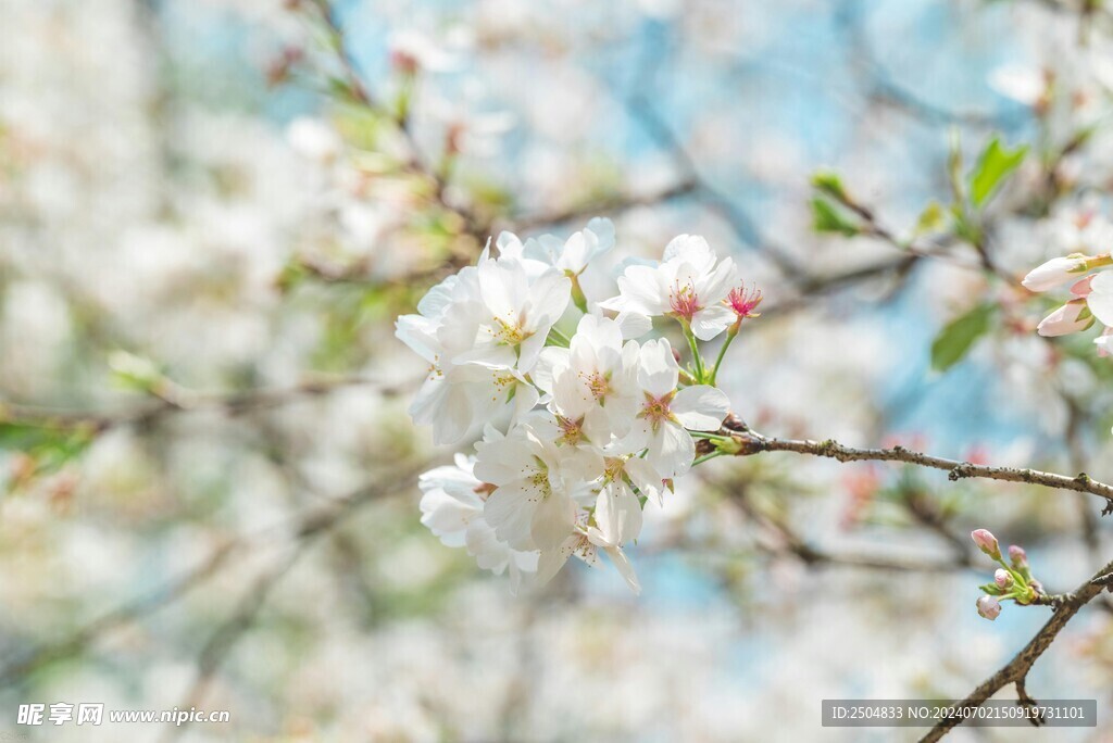 樱花
