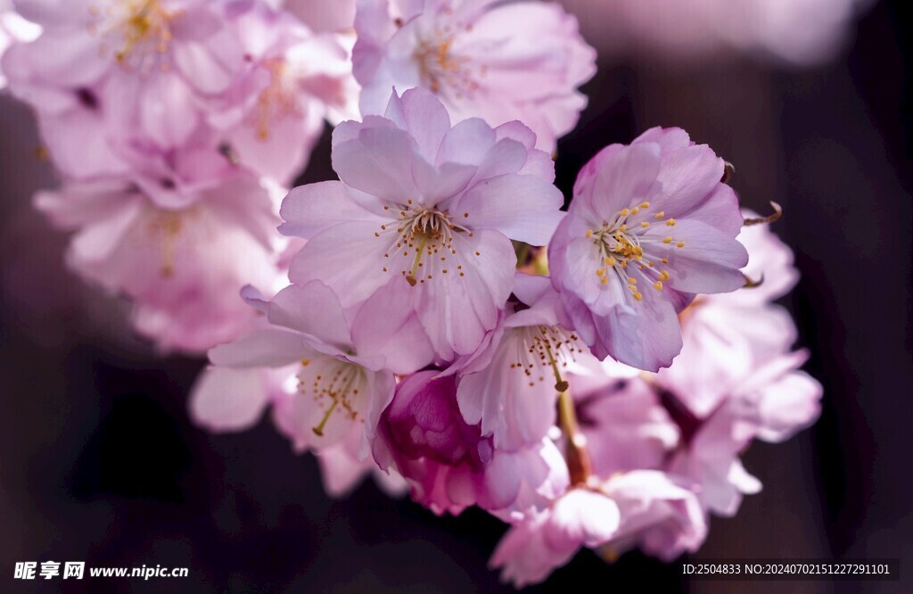 樱花