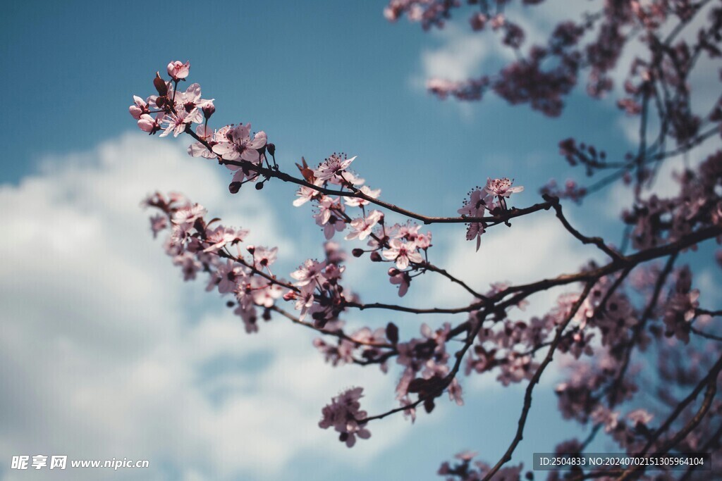 樱花