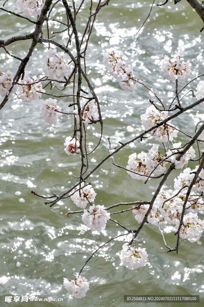 樱花
