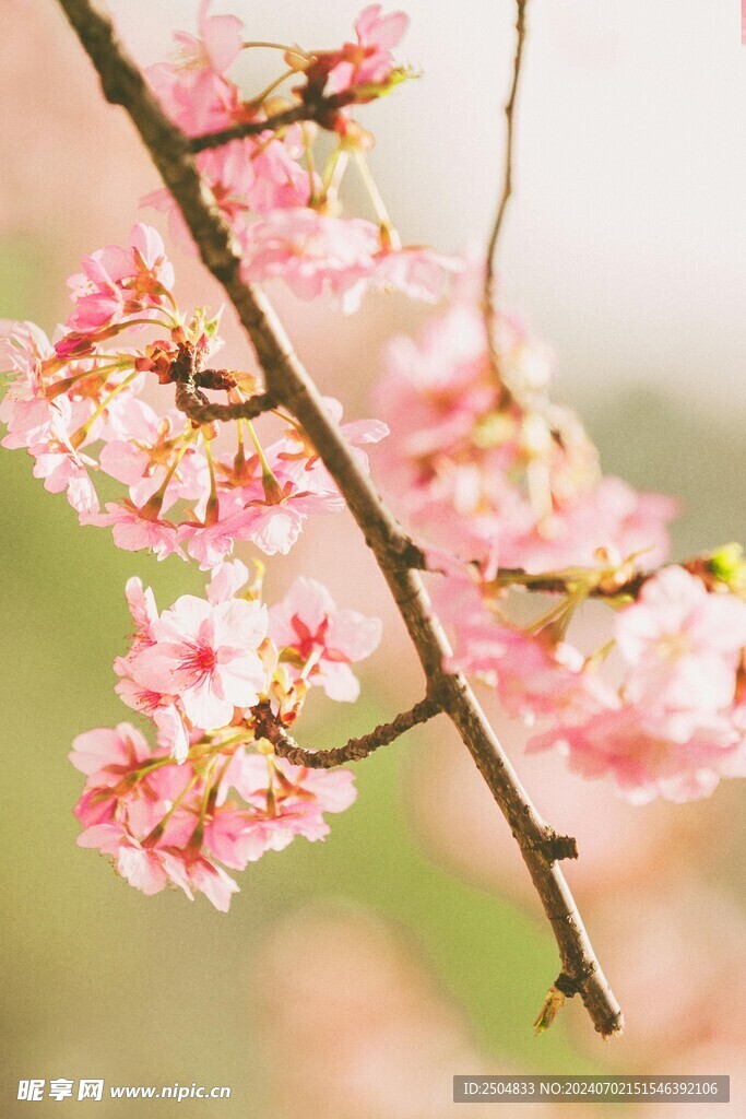 樱花