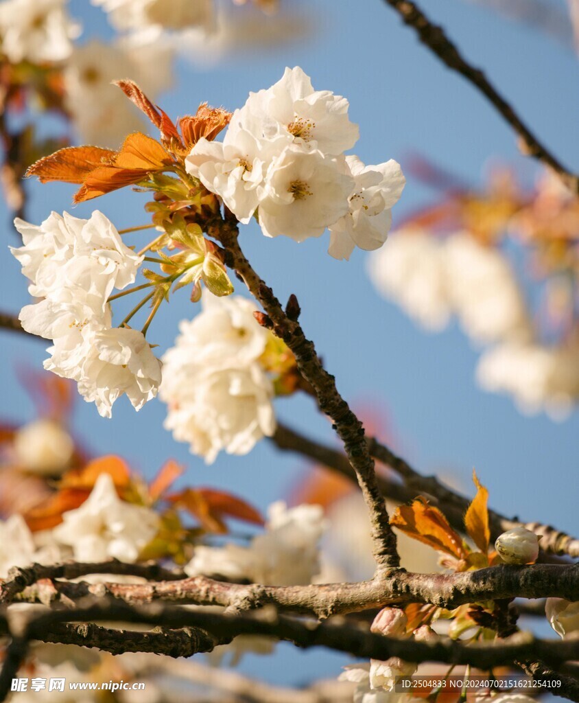 樱花