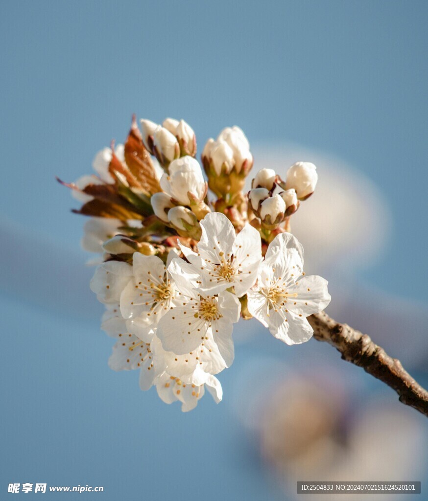 樱花