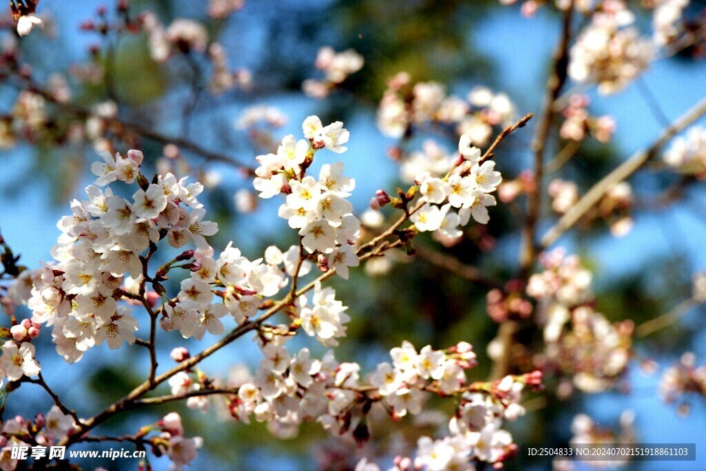 樱花