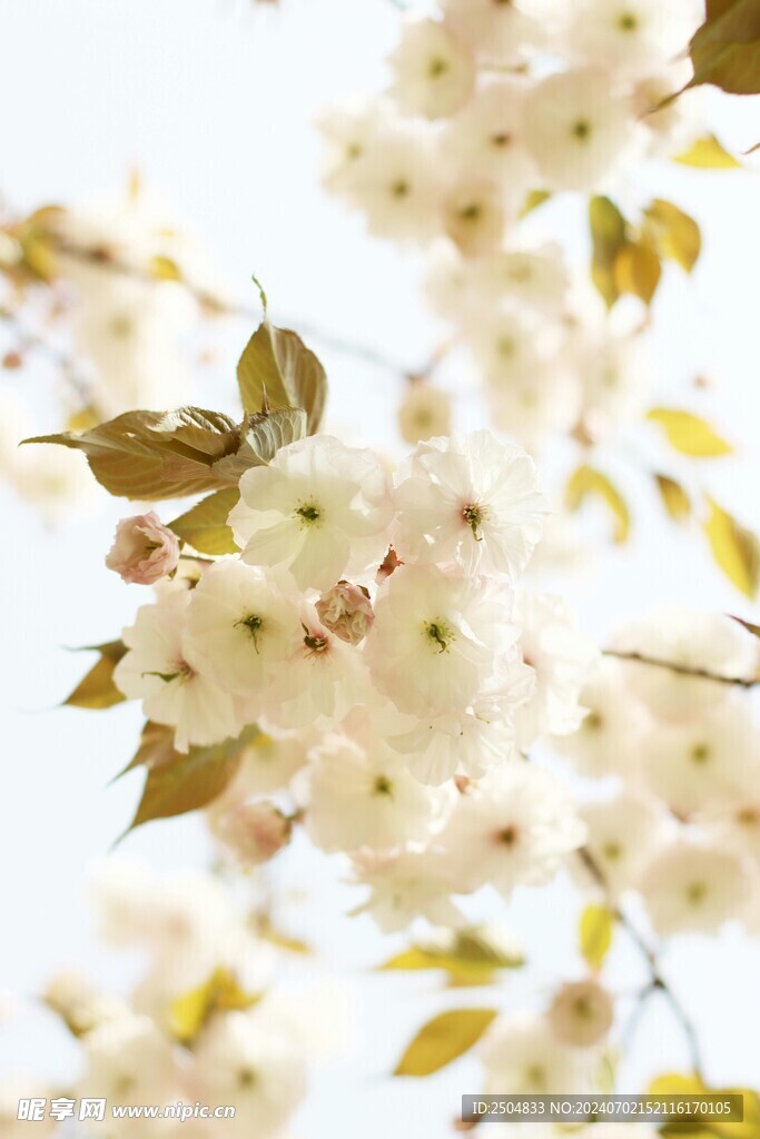 樱花