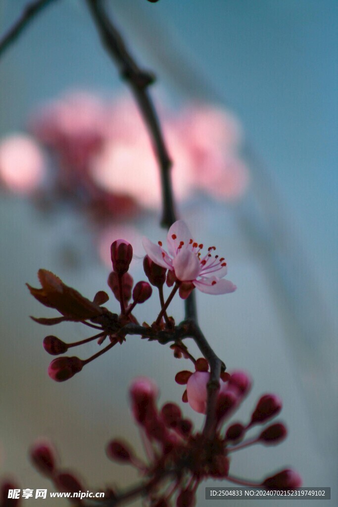 樱花